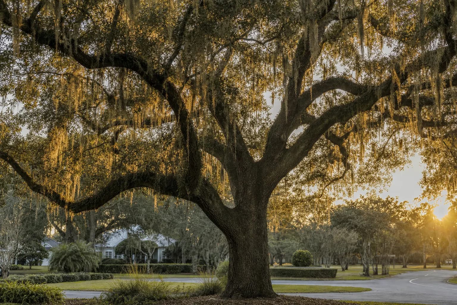 Live oak with Spanish moss at golden hour, coastal Georgia